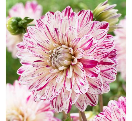 Dahlia Decorative - Smokey