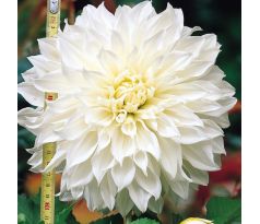 Dahlia Decorative - White Perfection