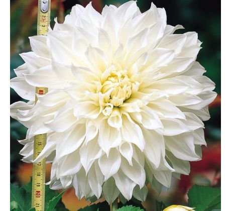 Dahlia Decorative - White Perfection