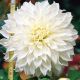 Dahlia Decorative - White Perfection