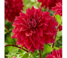 Dahlia - Babylon Red