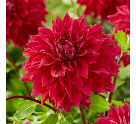 Dahlia - Babylon Red