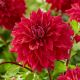 Dahlia - Babylon Red