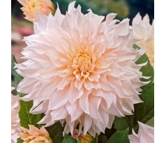 Dahlia - Cafe au Lait