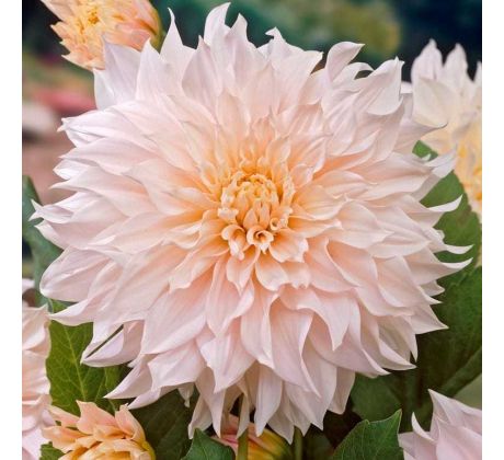 Dahlia - Cafe au Lait