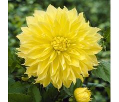 Dahlia - Kelvin Floodlight