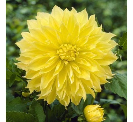 Dahlia - Kelvin Floodlight