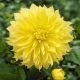 Dahlia - Kelvin Floodlight