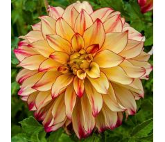 Dahlia - Lady Darlene