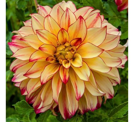 Dahlia - Lady Darlene