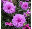 Dahlia - Lilac Time