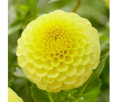 Dahlia Ball - Golden Torch