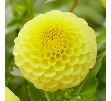 Dahlia Ball - Golden Torch