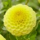 Dahlia Ball - Golden Torch