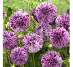 Dahlia -Marble Ball