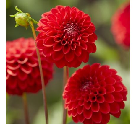 Dahlia Ball - Red Cap