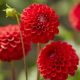 Dahlia Ball - Red Cap