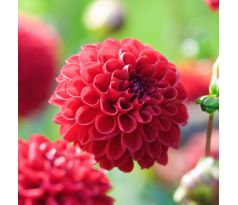 Dahlia Pompon - Glow