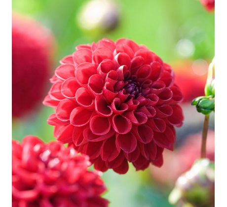 Dahlia Pompon - Glow