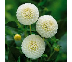 Dahlia Pompon - Snowflake