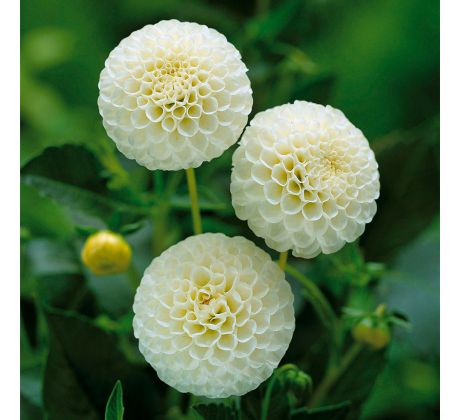 Dahlia Pompon - Snowflake