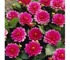 Dahlia Border - Bluesette