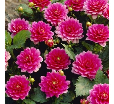 Dahlia Border - Bluesette