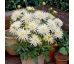Dahlia Border - Playa Blanca