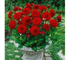 Dahlia Border - Red Pigmy