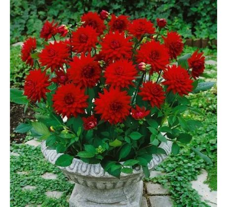 Dahlia Border - Red Pigmy