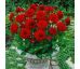 Dahlia Border - Red Pigmy