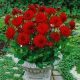 Dahlia Border - Red Pigmy