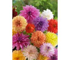 Dahlia - decorative mixed/5ks