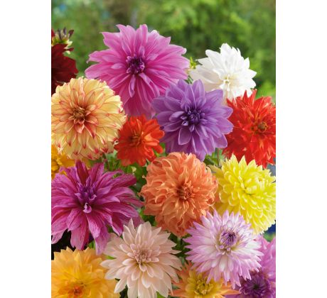 Dahlia - decorative mixed/5ks