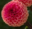 Dahlia - Cornel Bronze