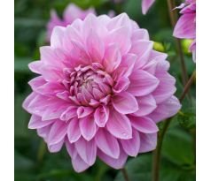 Dahlia - Lavender Perfection