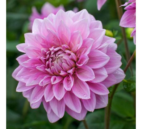 Dahlia - Lavender Perfection