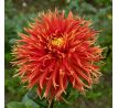 Dahlia - Show´n´ Tell