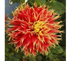 Dahlia - Show´n´ Tell