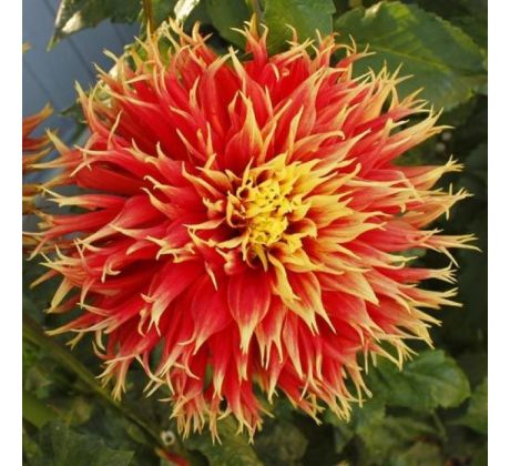 Dahlia - Show´n´ Tell
