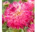 Dahlia - Pineland Princess