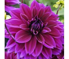 Dahlia - Thomas Edison