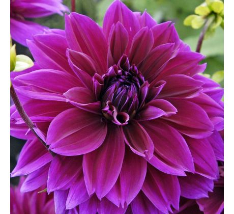 Dahlia - Thomas Edison