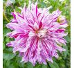 Dahlia - Bristol Stripe