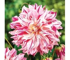 Dahlia - Bristol Stripe