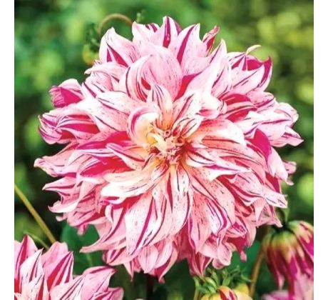 Dahlia - Bristol Stripe