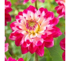 Dahlia Decorative- Senior´s Dream