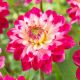 Dahlia Decorative- Senior´s Dream