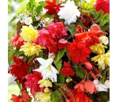 Begonia pendula -  mixed