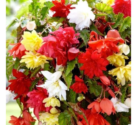 Begonia pendula -  mixed